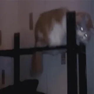 @cgifs Cats sticker 7