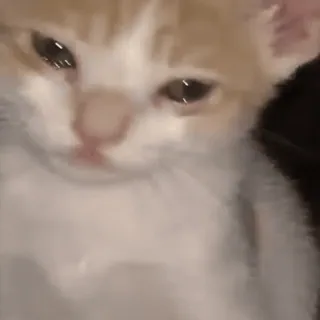 @cgifs Cats sticker 10