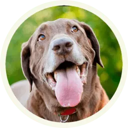 Шоколадный Лабрадор Telegram sticker pack