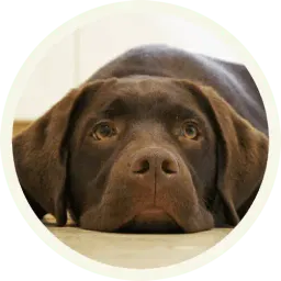 Шоколадный Лабрадор sticker 2