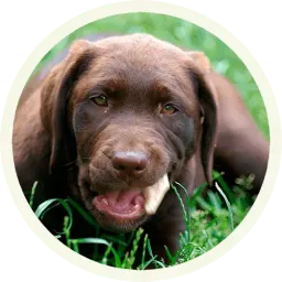 Шоколадный Лабрадор sticker 12