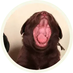 Шоколадный Лабрадор sticker 3