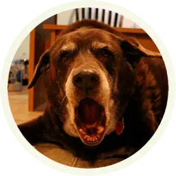 Шоколадный Лабрадор sticker 4