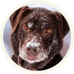 Шоколадный Лабрадор sticker 5