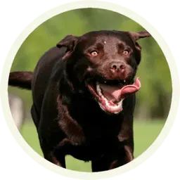 Шоколадный Лабрадор sticker 6