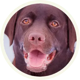 Шоколадный Лабрадор sticker 7