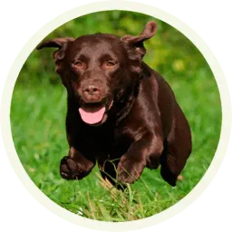 Шоколадный Лабрадор sticker 8