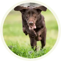 Шоколадный Лабрадор sticker 9