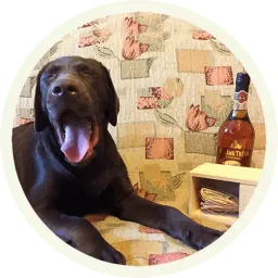 Шоколадный Лабрадор sticker 10