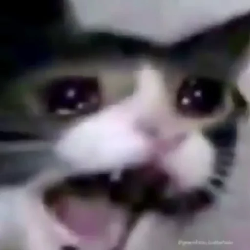 😿Chosnale cats😿 sticker 2