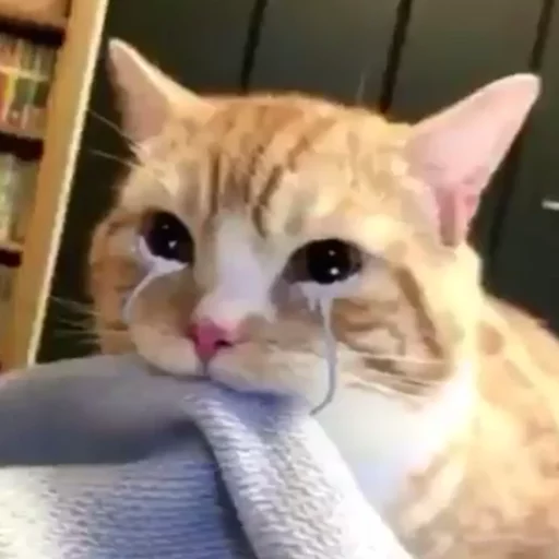 😿Chosnale cats😿 sticker 11