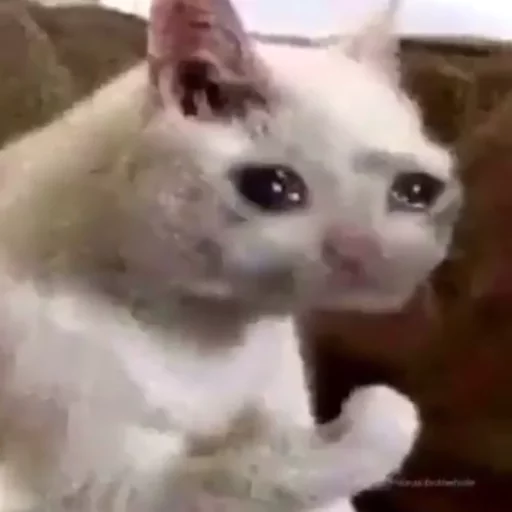 😿Chosnale cats😿 sticker 12