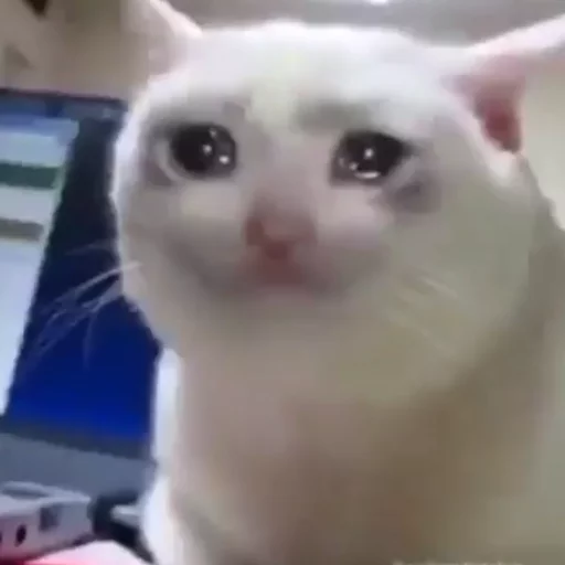 😿Chosnale cats😿 sticker 3