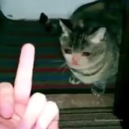 😿Chosnale cats😿 sticker 4