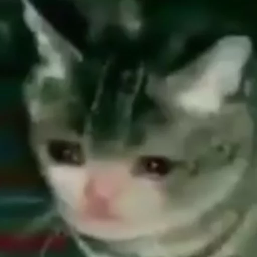 😿Chosnale cats😿 sticker 5