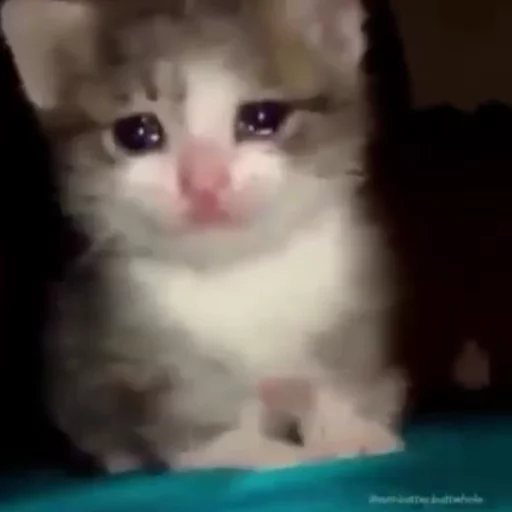 😿Chosnale cats😿 sticker 6