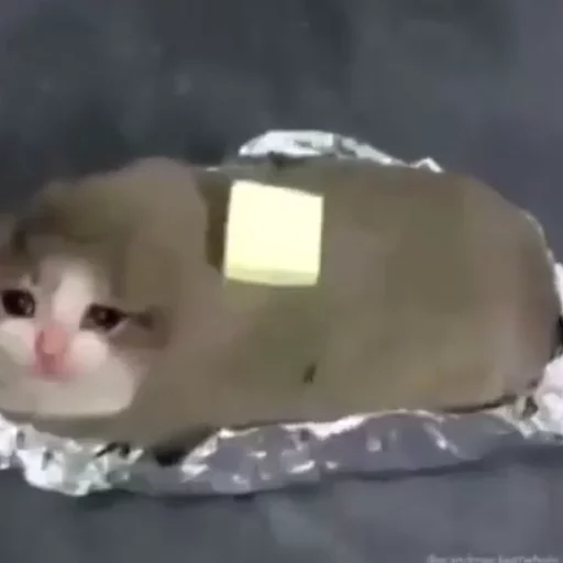 😿Chosnale cats😿 sticker 7