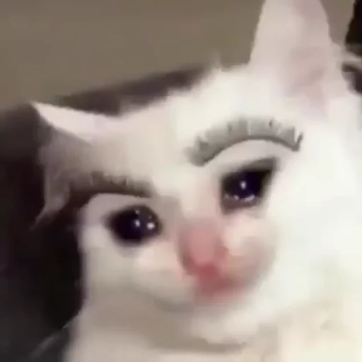 😿Chosnale cats😿 sticker 8