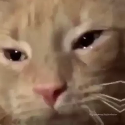 😿Chosnale cats😿 sticker 9