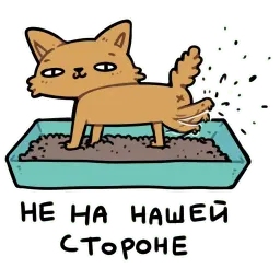 CI Cat Telegram sticker pack