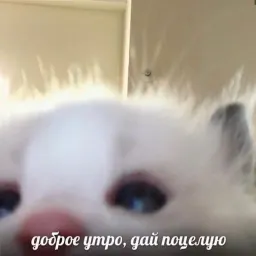 Жизнь котиков Telegram sticker pack