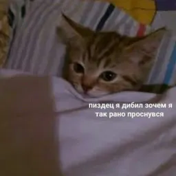 Жизнь котиков sticker 11