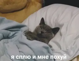 Жизнь котиков sticker 12