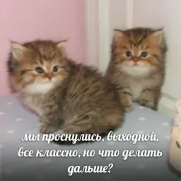 Жизнь котиков sticker 3