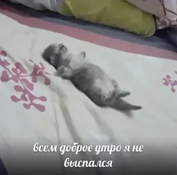 Жизнь котиков sticker 4