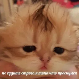 Жизнь котиков sticker 6