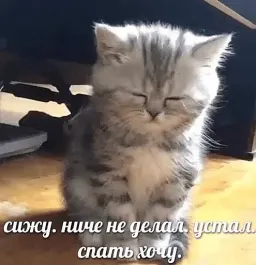 Жизнь котиков sticker 7