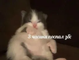 Жизнь котиков sticker 8