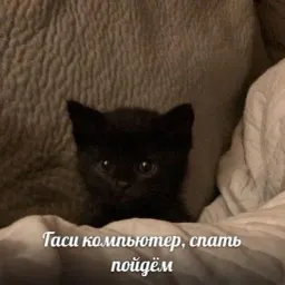 Жизнь котиков sticker 9