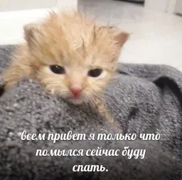 Жизнь котиков sticker 10