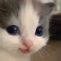 Котики sticker 2