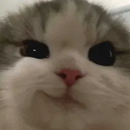 Котики sticker 3