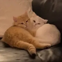 Котики sticker 4
