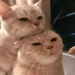 Котики sticker 5