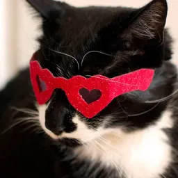 Котики sticker 6