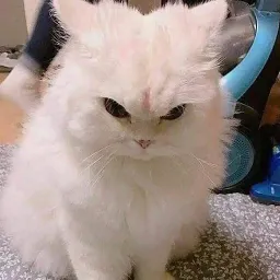 Котики sticker 7