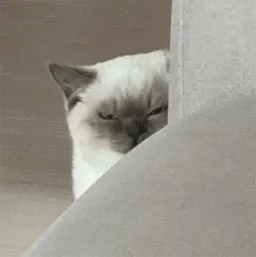 Котики sticker 8