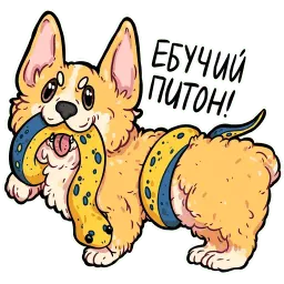 корги кодеры (@kotypic) sticker 7