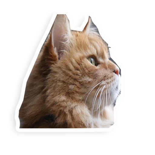 Georgepacc sticker 7