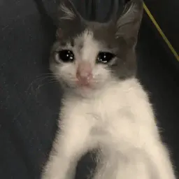 Плачущий кот sticker 8