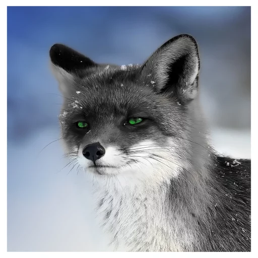Dew sticker 4