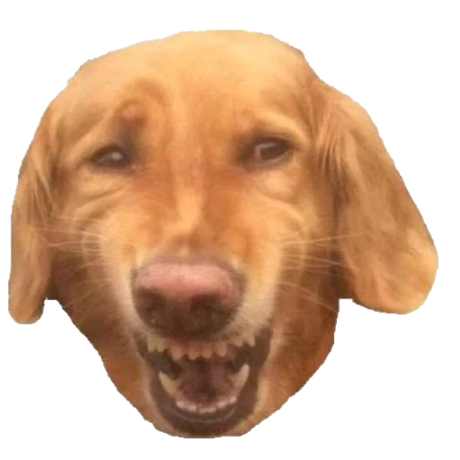 Chip sticker 8