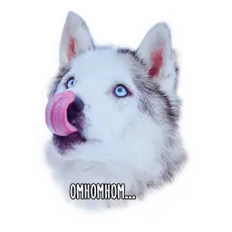 Dogs by @dognfox sticker 6