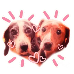Dogs by @dognfox sticker 8