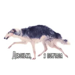 Dogs by @dognfox sticker 9