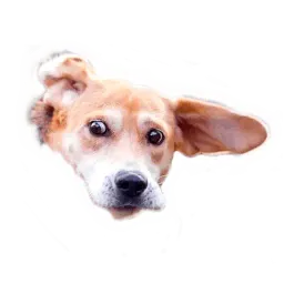 Dogs by @dognfox sticker 10